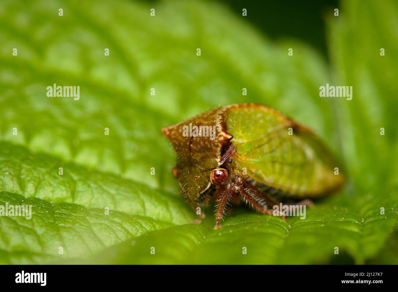 Stictocephala tauriniformis auf einem Sonnenblumenblatt Stockfoto