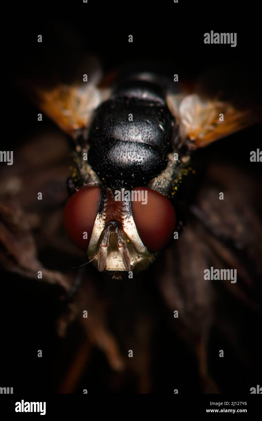 Tote Fliege auf totem Blatt Stockfoto