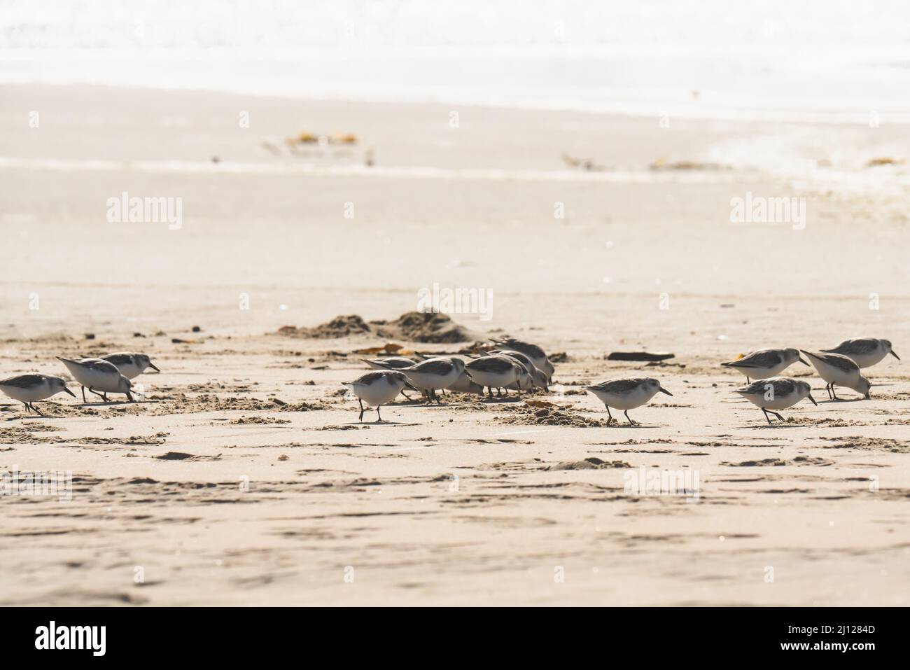 Schar von Plover Vögel am Strand. Kleine Vögel (die Größe eines Sperbels) ernähren sich von Wirbellosen in der Surflinie und im Regal. Stockfoto