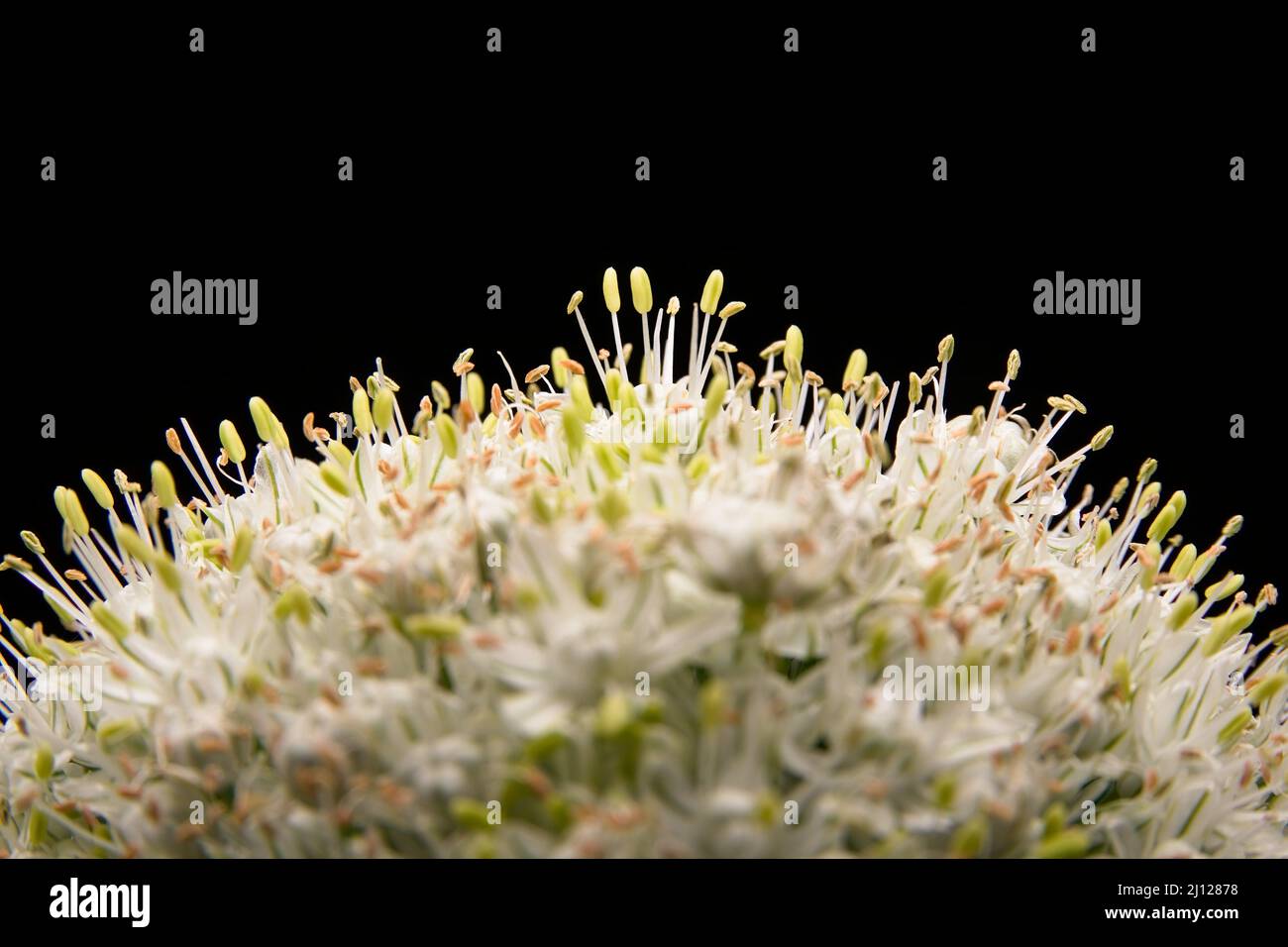Oberfläche einer Kartoffelblume Stockfoto