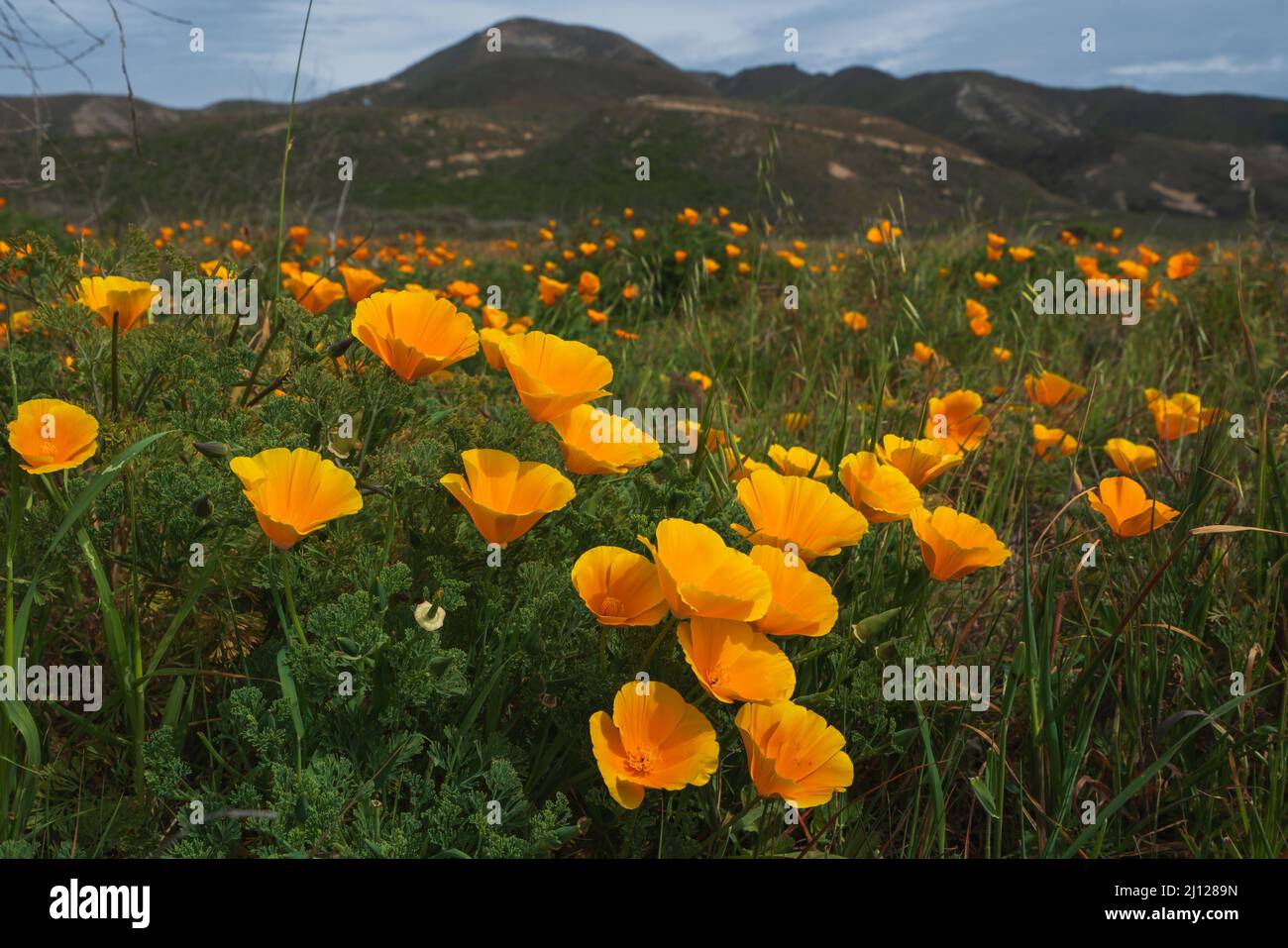 Hügel mit goldenen Mohnblumen in voller Blüte. Wunderschöne kalifornische Landschaft mit grünen Bergen und bewölktem Himmel im Hintergrund Stockfoto