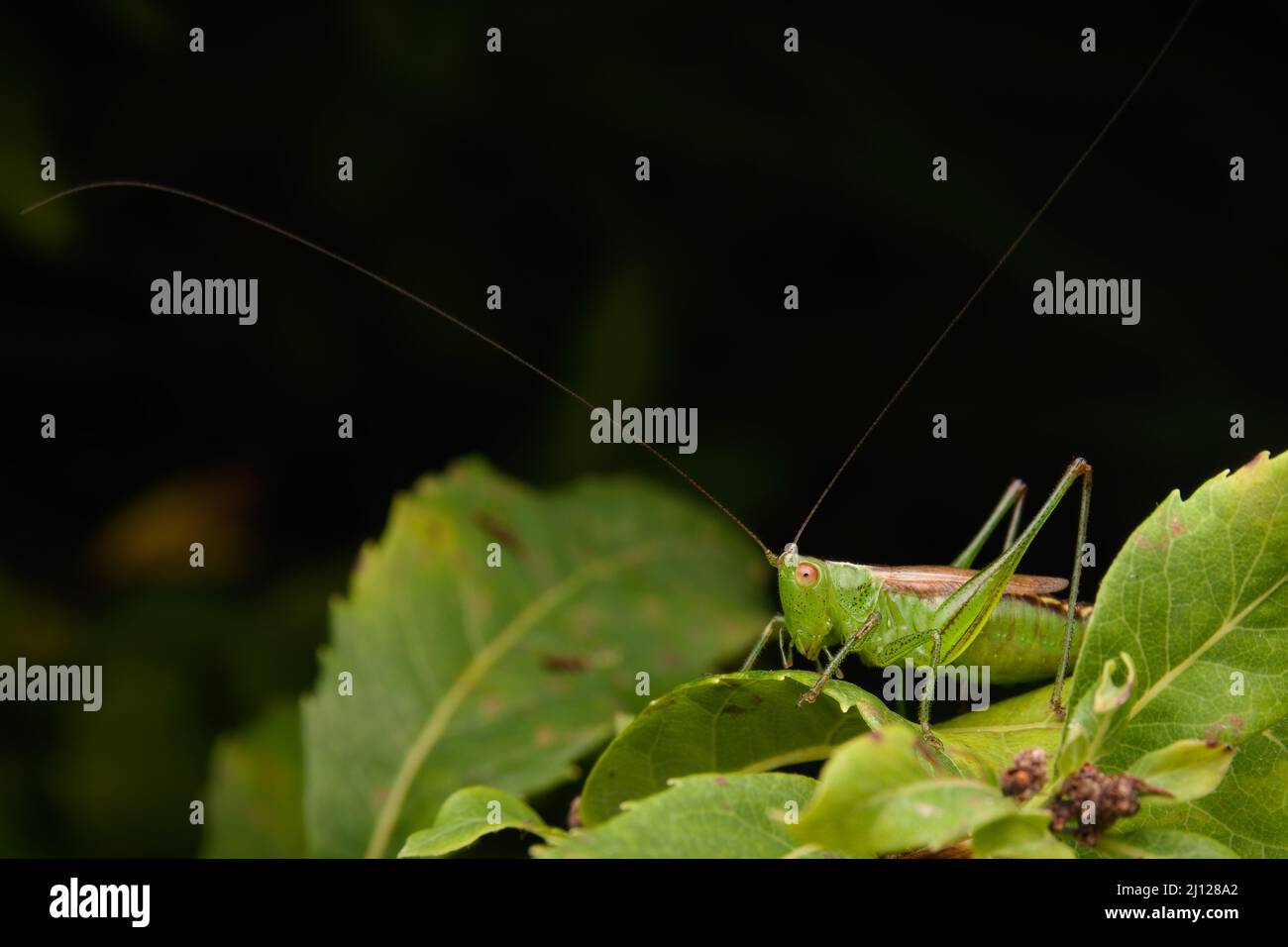 Grasshopper auf einem Blatt mit langen Antennen Stockfoto