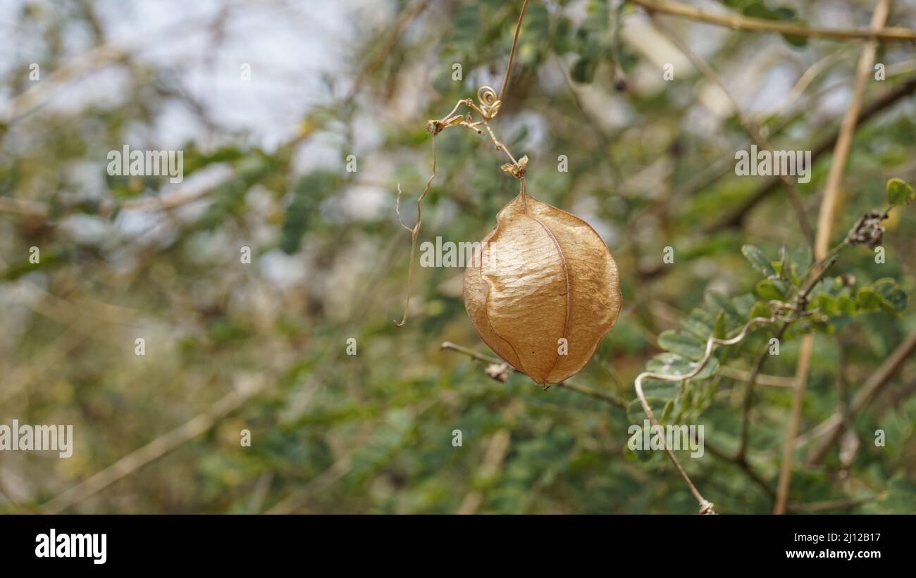Cardiospermum halicacabum auch als Balloonvine, Herzerbsenart, Winterkirsche usw. bekannt Stockfoto