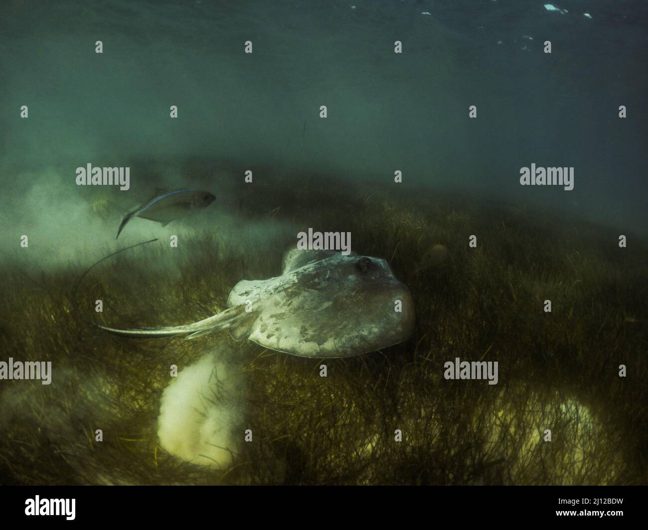 stingray schwimmt im Meeresgras Stockfoto