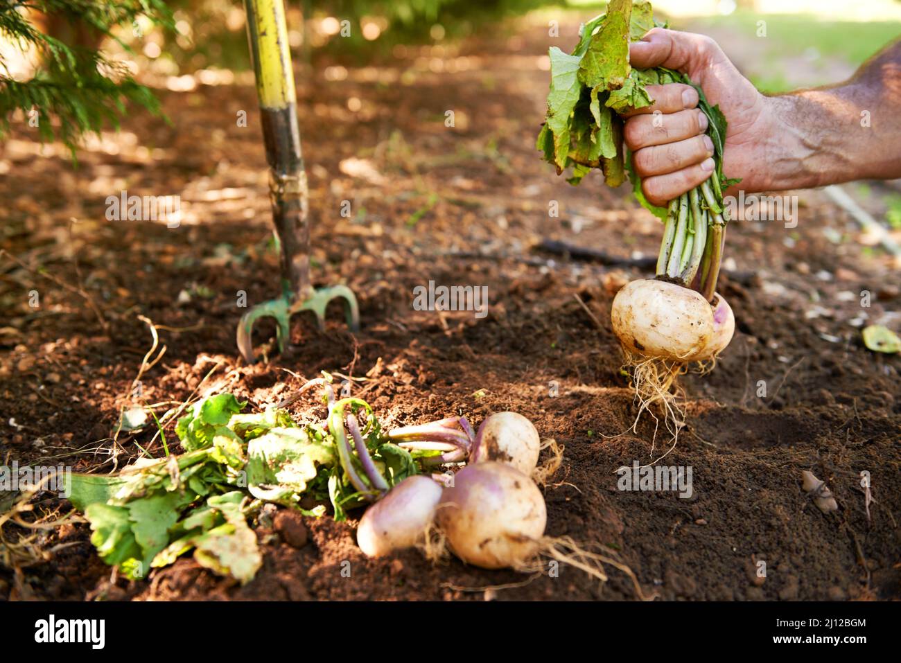 Direkt vom Boden. Rüben werden von der Erde gezogen. Stockfoto