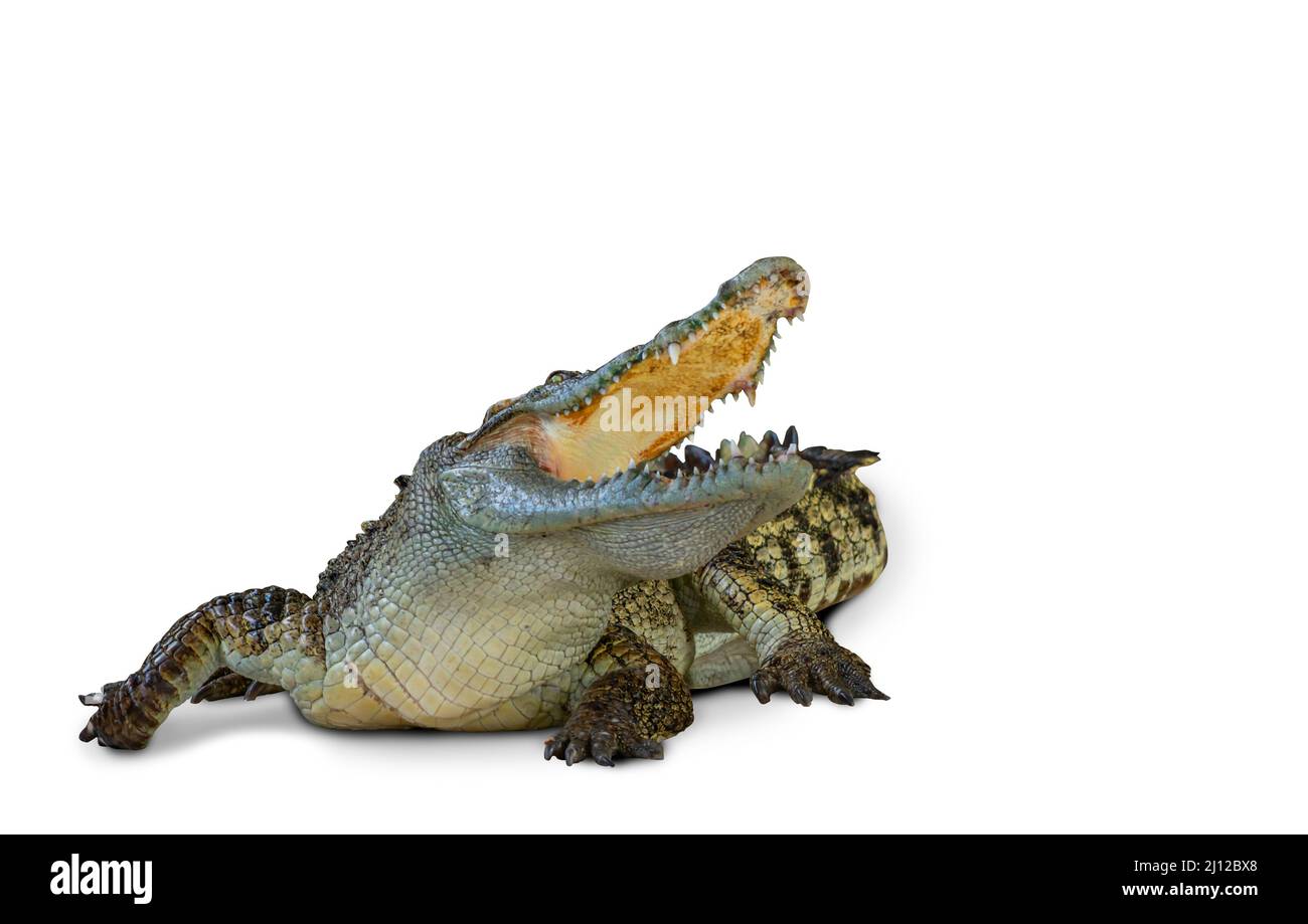 Isoliertes Krokodil auf weißem Hintergrund mit Clipping-Pfad, Krokodil in der Aktion von aggressiven, offenen Mund und Kreisen auf die Seite des Körpers, Bild V Stockfoto