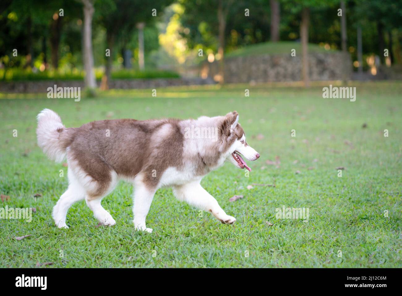 Alaskan Malamute Hund läuft in einem Park. Seitenansicht, Kopierbereich. Stockfoto