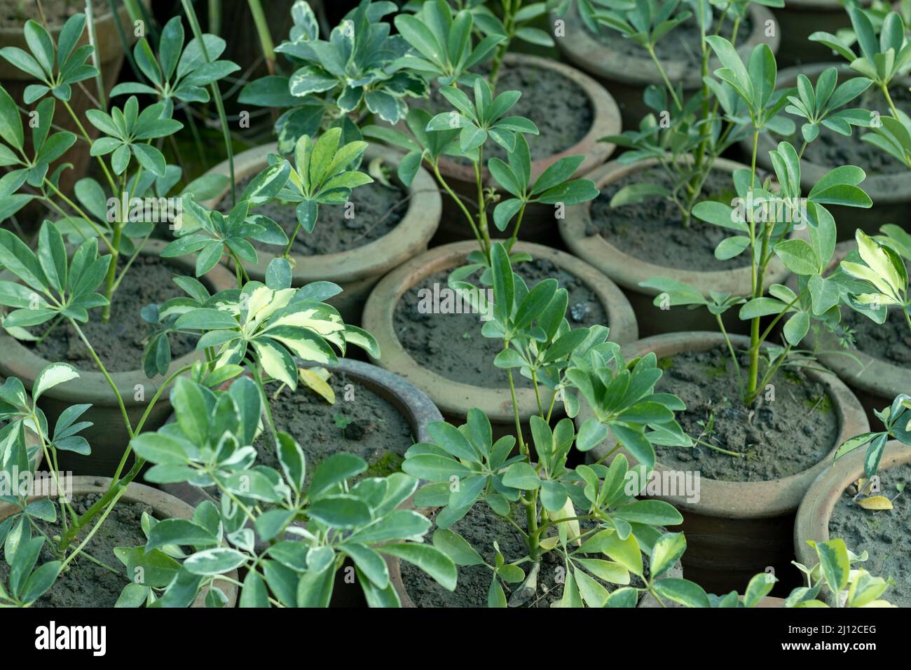 Schefflera kleine Pflanzen wachsen in Tontöpfen in der Pflanzenküche Stockfoto