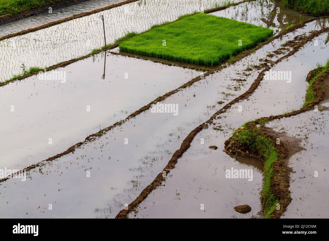 Reisfelder überwuchert mit kleinen Reispflanzen mit reichlich Wasser kombiniert mit einem Terrassensystem, um Erosion, landwirtschaftliche Themen und agricult zu reduzieren Stockfoto