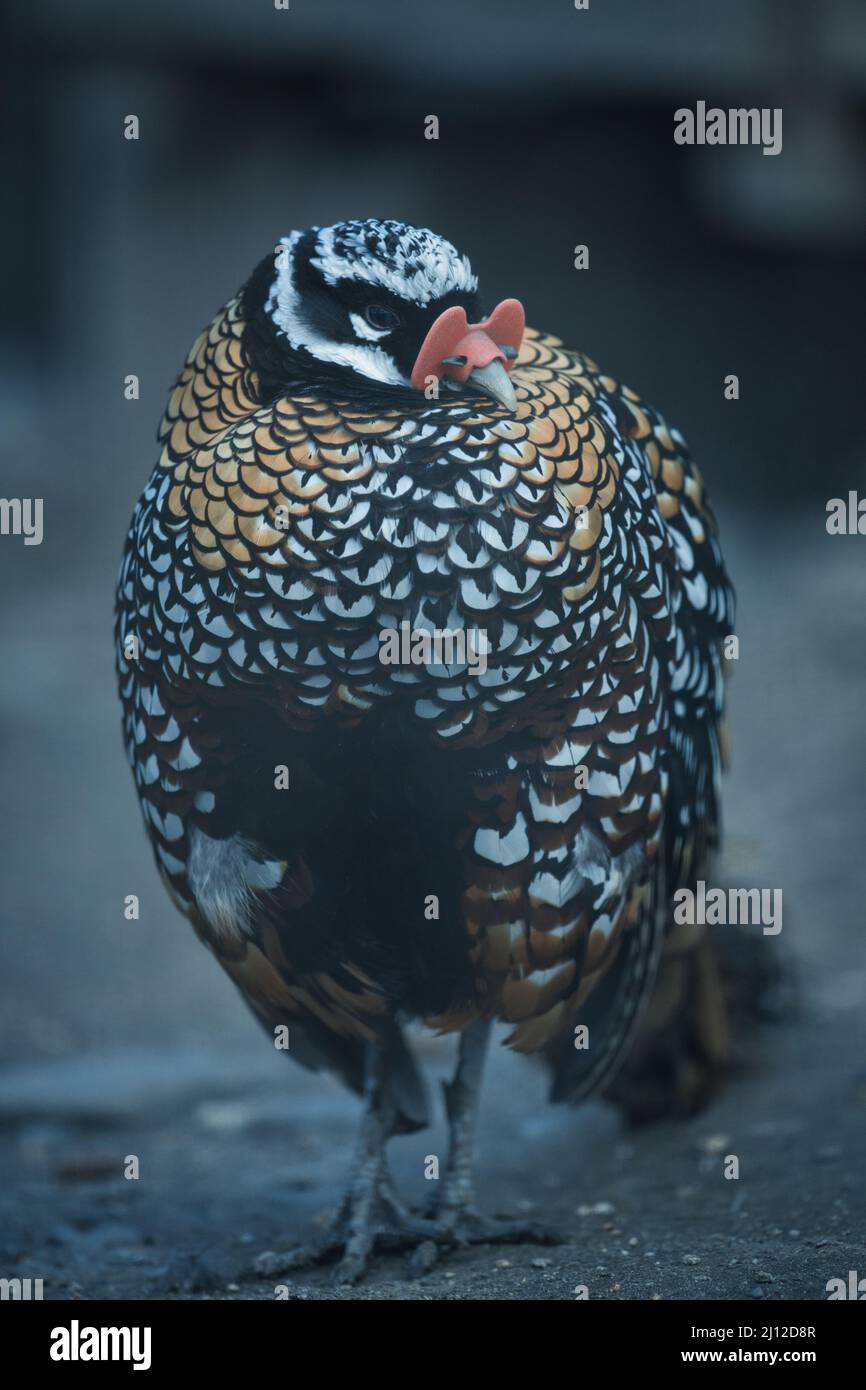 Farbenfroher chinesischer, bunt gesprenkelter Vogel im Zoo Stockfoto