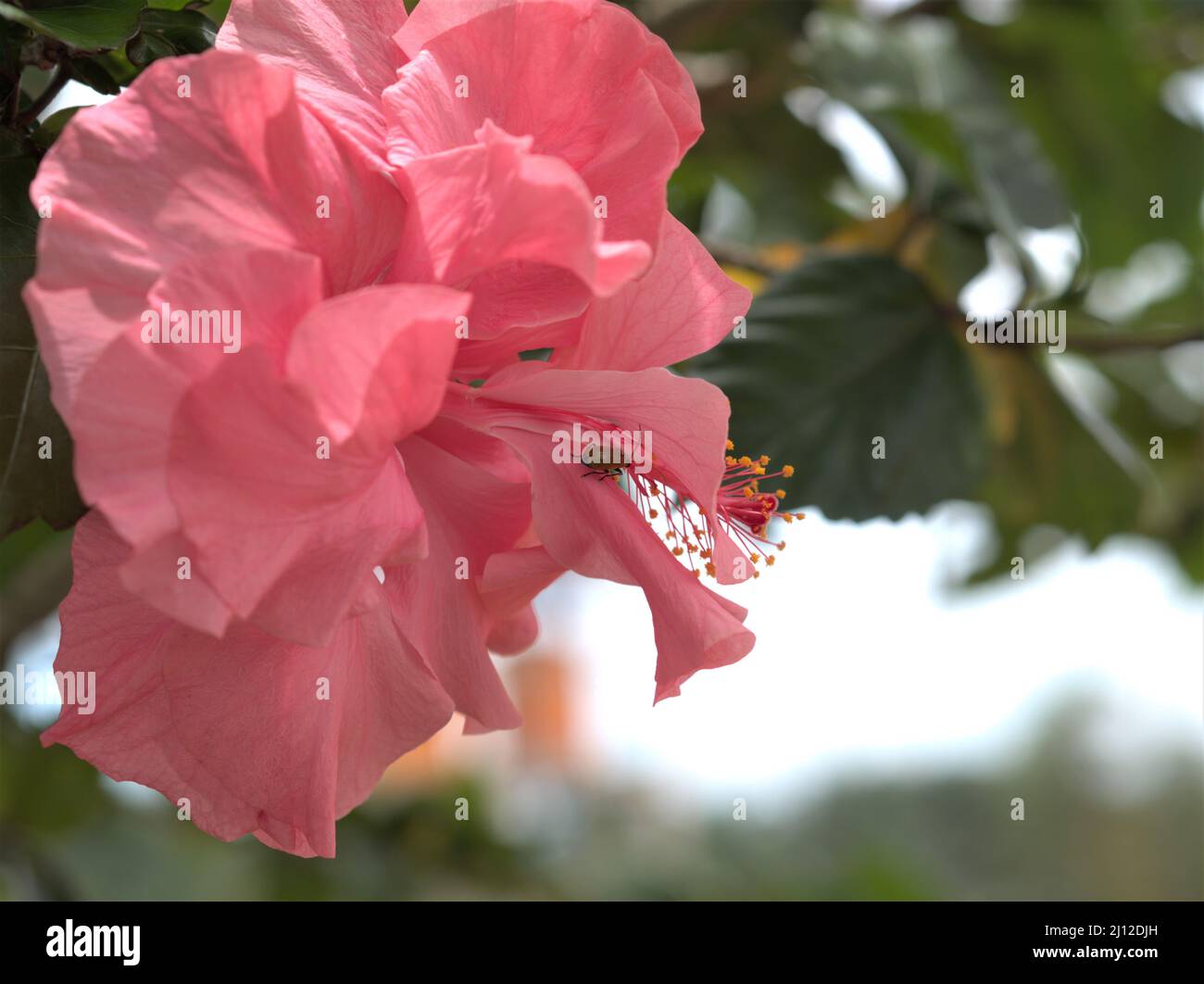 Hibiscus rosa sinensis Rosa Blume mit verschwommenem Hintergrund und Marienkäfer, der die Blume bestäubt hat Stockfoto