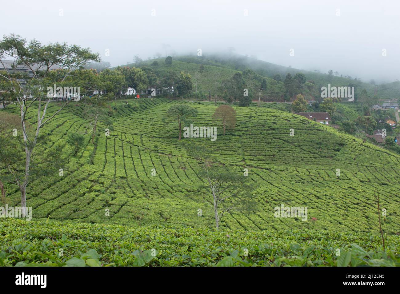 Blick auf eine Grüntee-Plantage in der Region Pangalengan, Indonesien Stockfoto