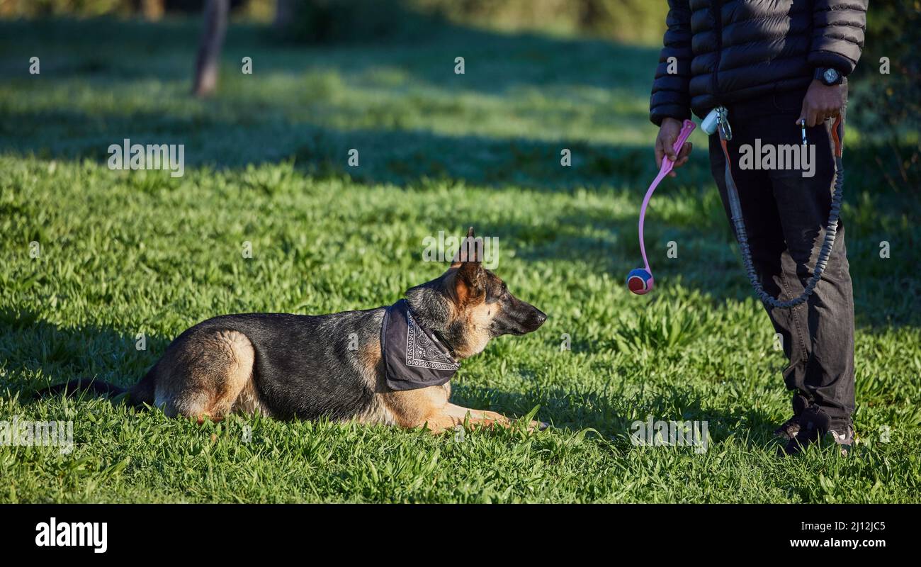 Jemand lernt viel in der Doggie-Kindertagesstätte. Aufnahme eines entzückenden deutschen Schäfers, der von seinem Besitzer im Park trainiert wird. Stockfoto