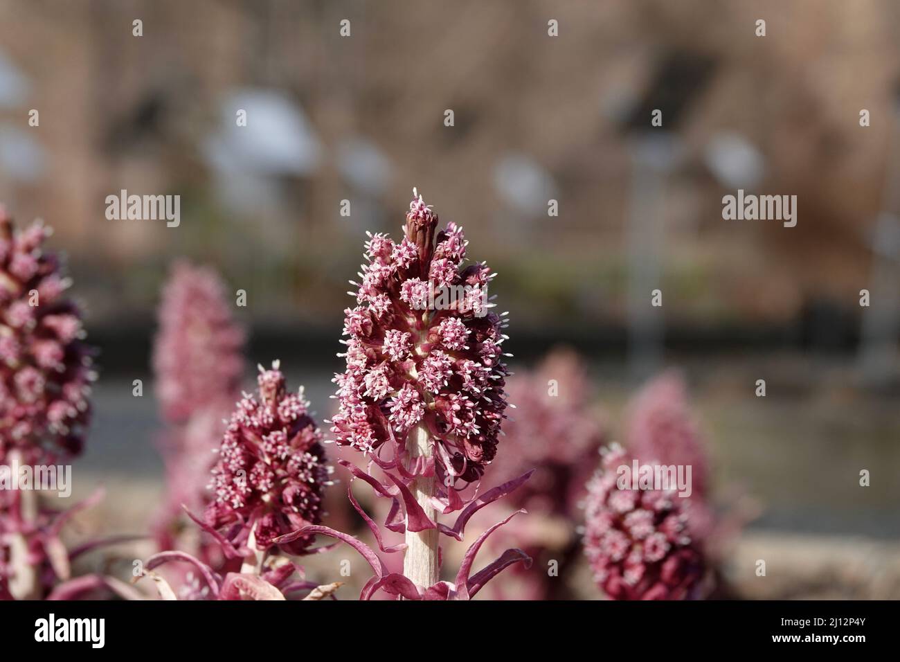 Detail eines wunderschön blühenden petasites-Hybridus mit weiß-violetten Blüten. Stockfoto