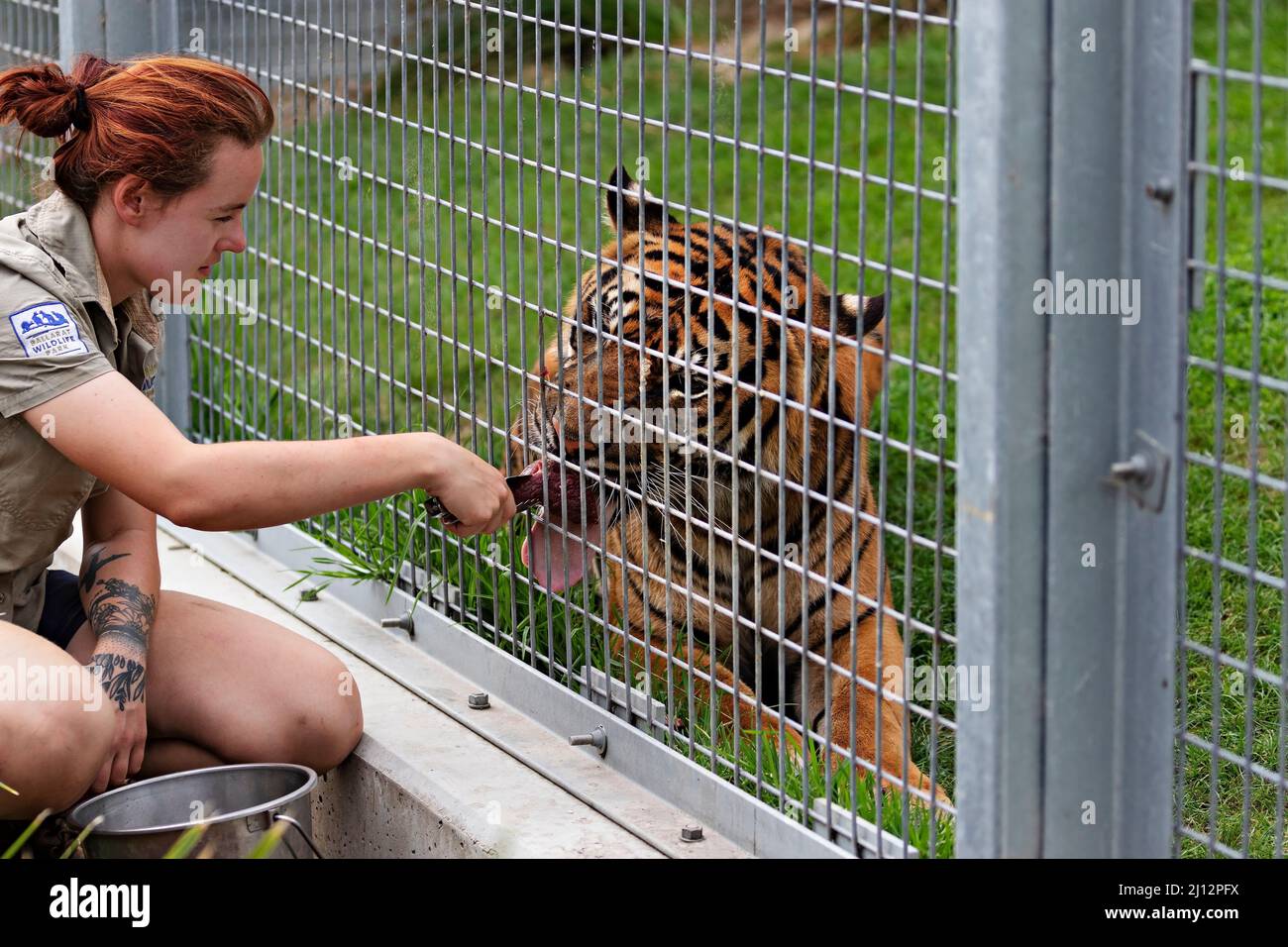 Säugetiere / Satu der Sumatran Tiger im Ballarat Wildlife Park in Ballarat Australien. Stockfoto