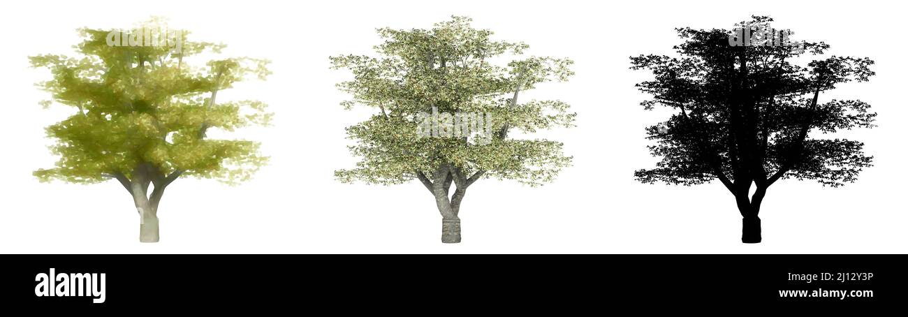 Set oder Sammlung von Kirschbäumen, bemalt, Natur und als schwarze Silhouette auf weißem Hintergrund. Konzept oder konzeptionelle 3D Illustration für die Natur, e Stockfoto