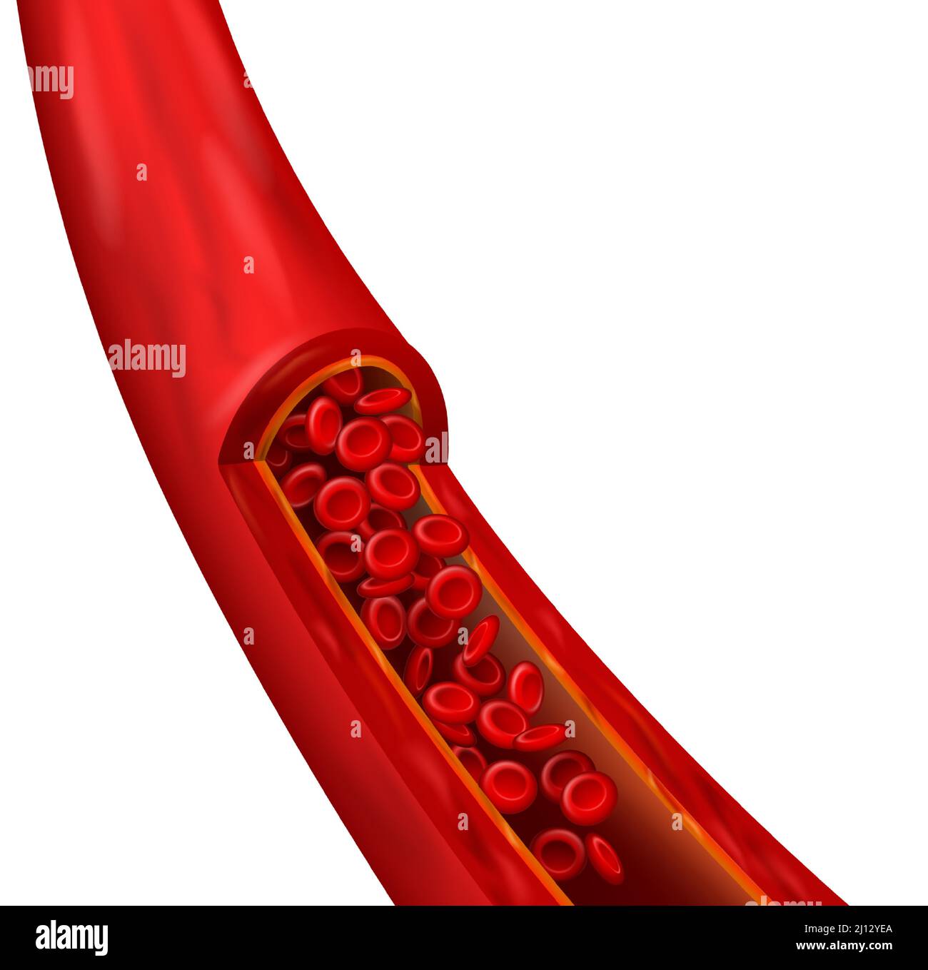 Realistisches Element des Blutgefäßes. Kardiovaskuläre Struktur mit detaillierten roten Zellen. Mikroskopisch kleine Erythrozyten in Bewegung Stock Vektor
