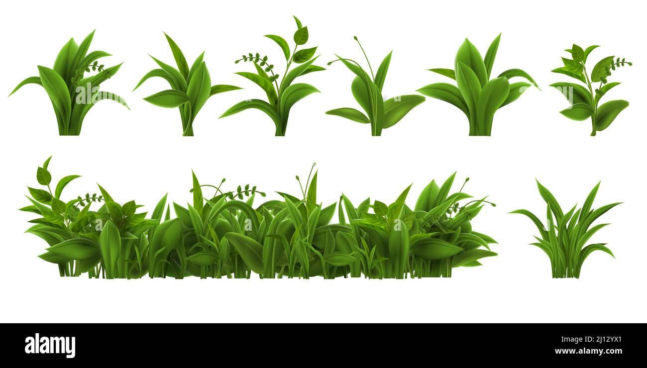 Realistisches frisches grünes Gras, Unkraut und Kräuterblätter. Frühlingspflanzen Büsche und Büsche. Sommerfeld, Gartenrasen oder Wiesenvegetation Vektorset Stock Vektor