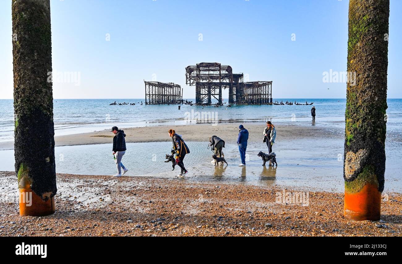 Brighton UK 22. March 2022 - Hundewanderer genießen einen schönen, sonnigen Morgen und eine extra Ebbe am West Pier von Brighton, da das warme, sonnige Wetter in ganz Großbritannien anhalten wird und die Temperaturen die hohen Teenager im Südosten erreichen werden: Credit Simon Dack / Alamy Live News Stockfoto