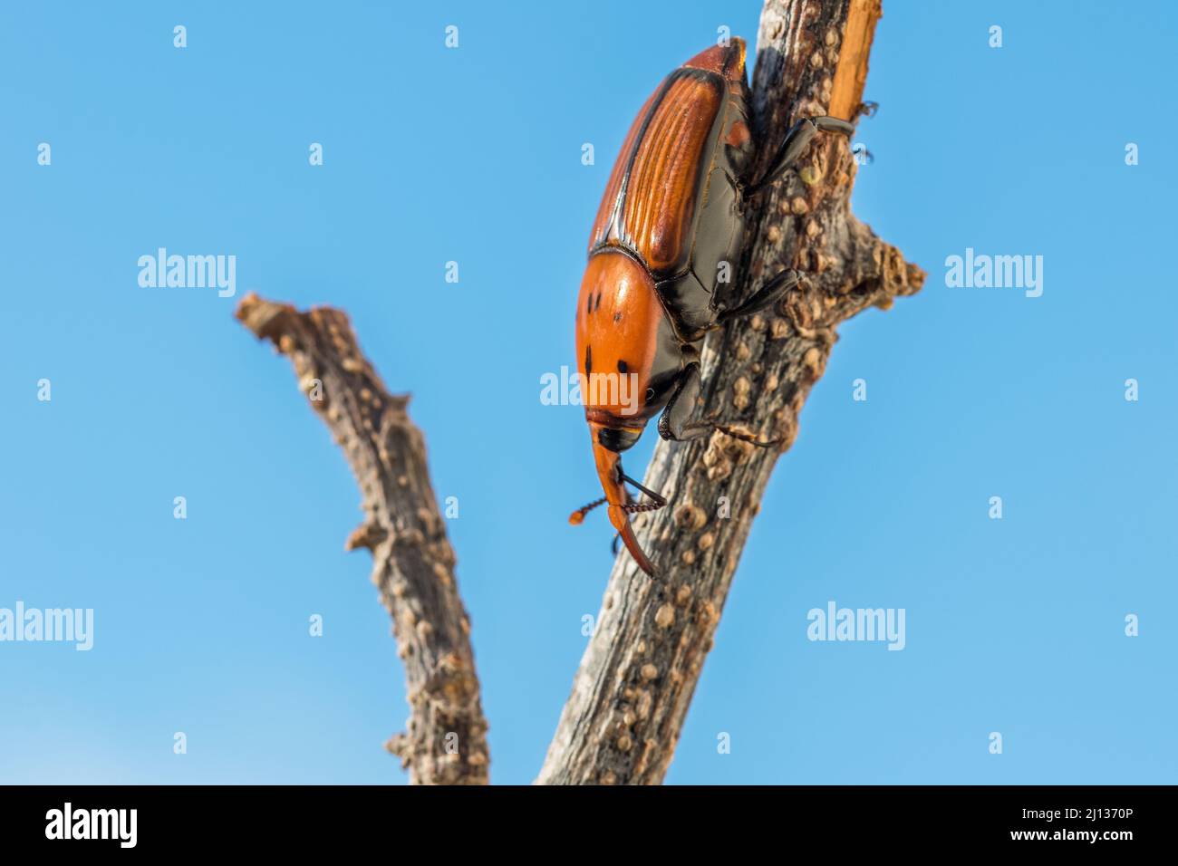 Ein roter Palmenkiefer, Rhynchophorus ferrugineus, ruht auf einem trockenen Zweig in einem Garten. Schädlingsinsektenarten Stockfoto