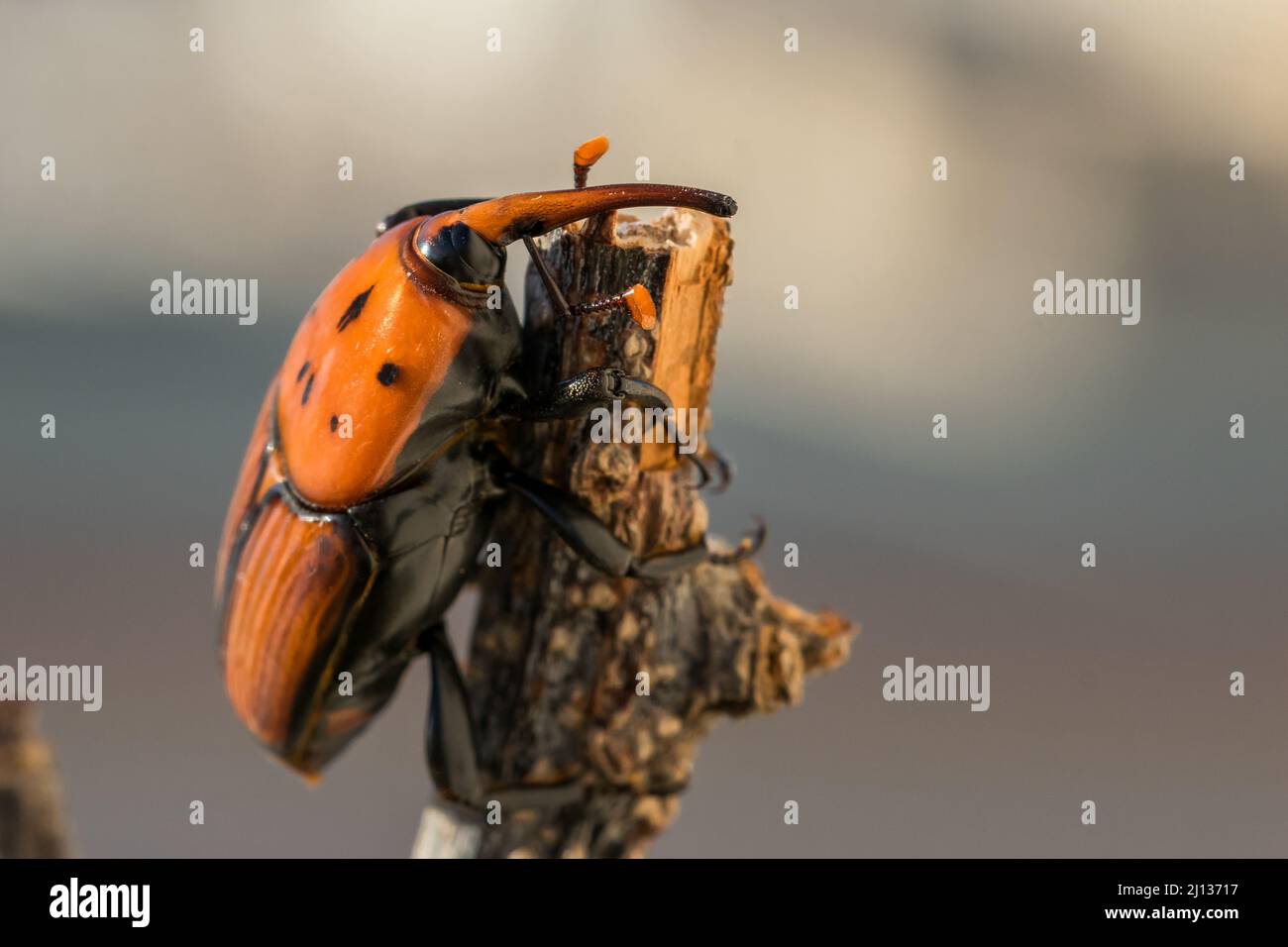 Ein roter Palmenkiefer, Rhynchophorus ferrugineus, ruht auf einem trockenen Zweig in einem Garten. Schädlingsinsektenarten Stockfoto