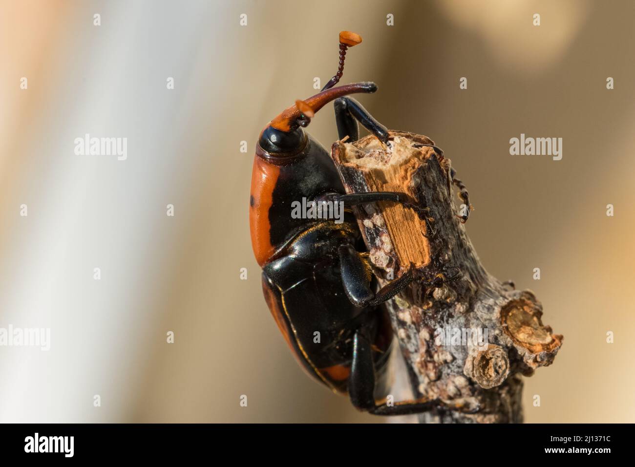 Ein roter Palmenkiefer, Rhynchophorus ferrugineus, ruht auf einem trockenen Zweig in einem Garten. Schädlingsinsektenarten Stockfoto