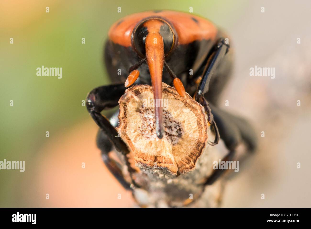 Ein roter Palmenkiefer, Rhynchophorus ferrugineus, ruht auf einem trockenen Zweig in einem Garten. Schädlingsinsektenarten Stockfoto