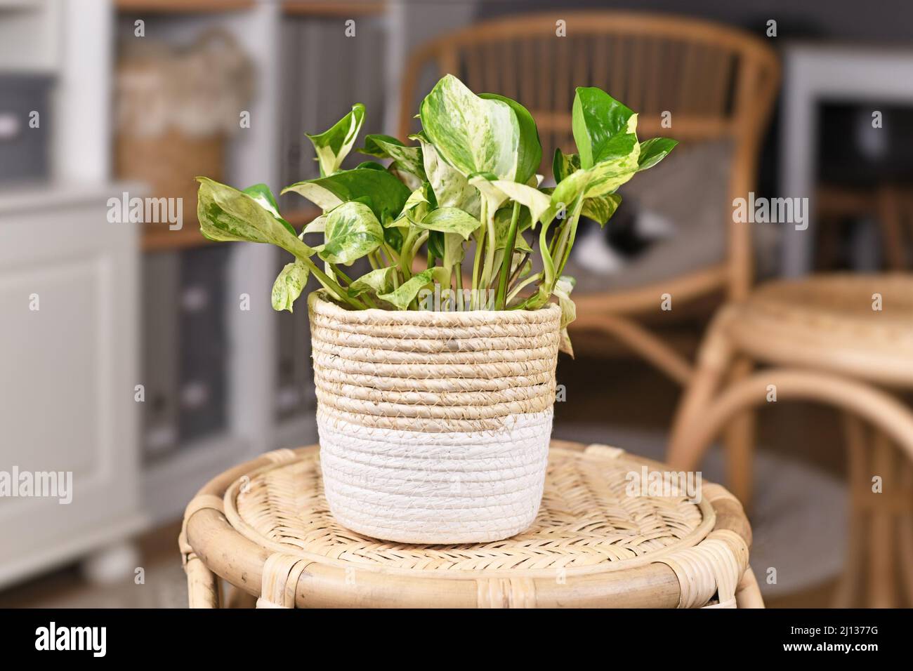 Exotische 'Epipremnum Aureum Manjula'-Pothos-Zimmerpflanze im Korbblumentopf auf dem Tisch Stockfoto