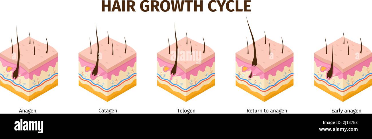Infografik zu Schritten des isometrischen Haarfollikelwachstums. Medizinisches Poster zur Hautanatomie. Haarwachstum Anagen, Telogen, Katagen Phasen Vektor-Set Stock Vektor