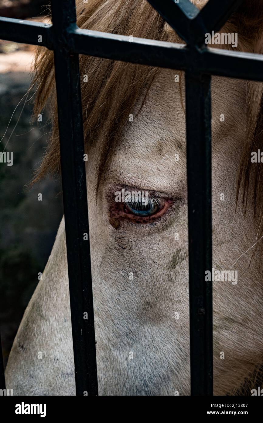 Wir denken oft, dass Tiere im Zoo ein gutes Leben haben werden. Es scheint, dass Menschen sich um sie kümmern, aber ihre Augen sagen das nicht. Stockfoto