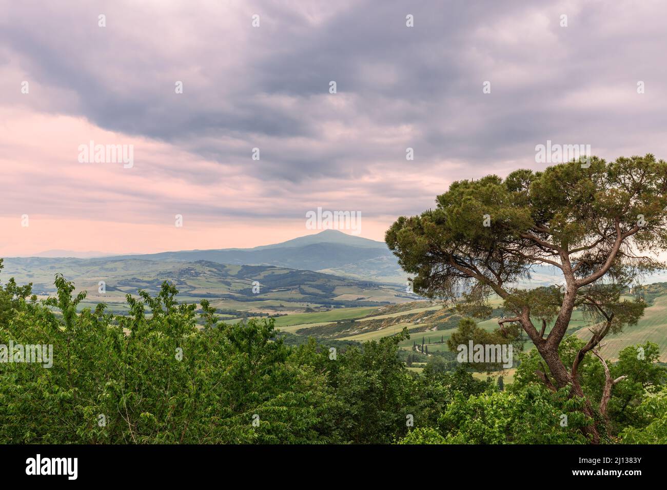 Eine riesige Kiefer mit einem Hintergrund von endlosen grünen Wiesen der Toskana, durchzogen von ländlichen Straßen und endet jenseits des Horizonts. Val d'Orcia, Italien Stockfoto