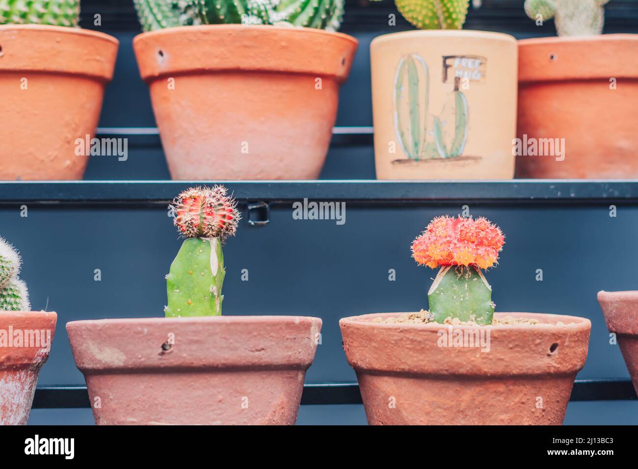 Botanischer Gewächshausgarten, Geschäft. Anbau Ornamental echten Kaktus in Topfreihe Schönheit. Grün wachsen Kakteen stachelige Blütenblüte blühen. Sommerblumen Stockfoto
