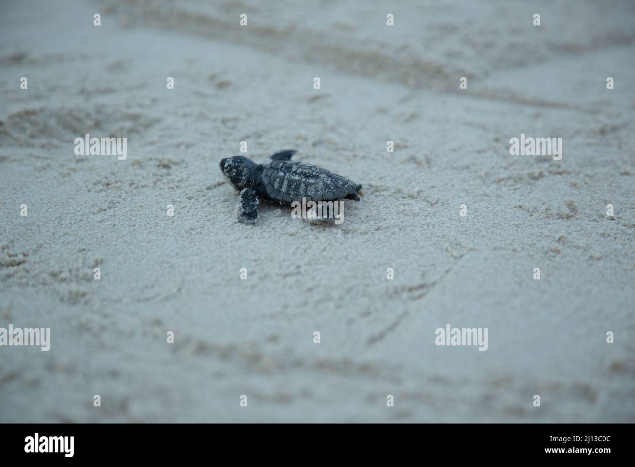 Neugeborene Schotterschildkröten (Caretta caretta) schlüpfen auf ihrer Jungfernfahrt ins Mittelmeer. Fotografiert in Israel Stockfoto