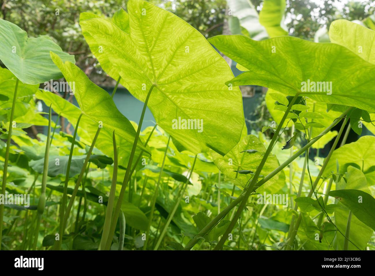 Regentropfen auf großen, üppig grünen Blättern, fotografiert in Kerala, Indien Stockfoto