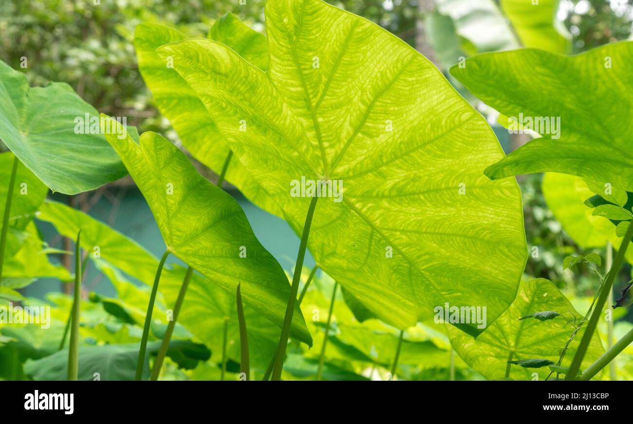 Regentropfen auf großen, üppig grünen Blättern, fotografiert in Kerala, Indien Stockfoto