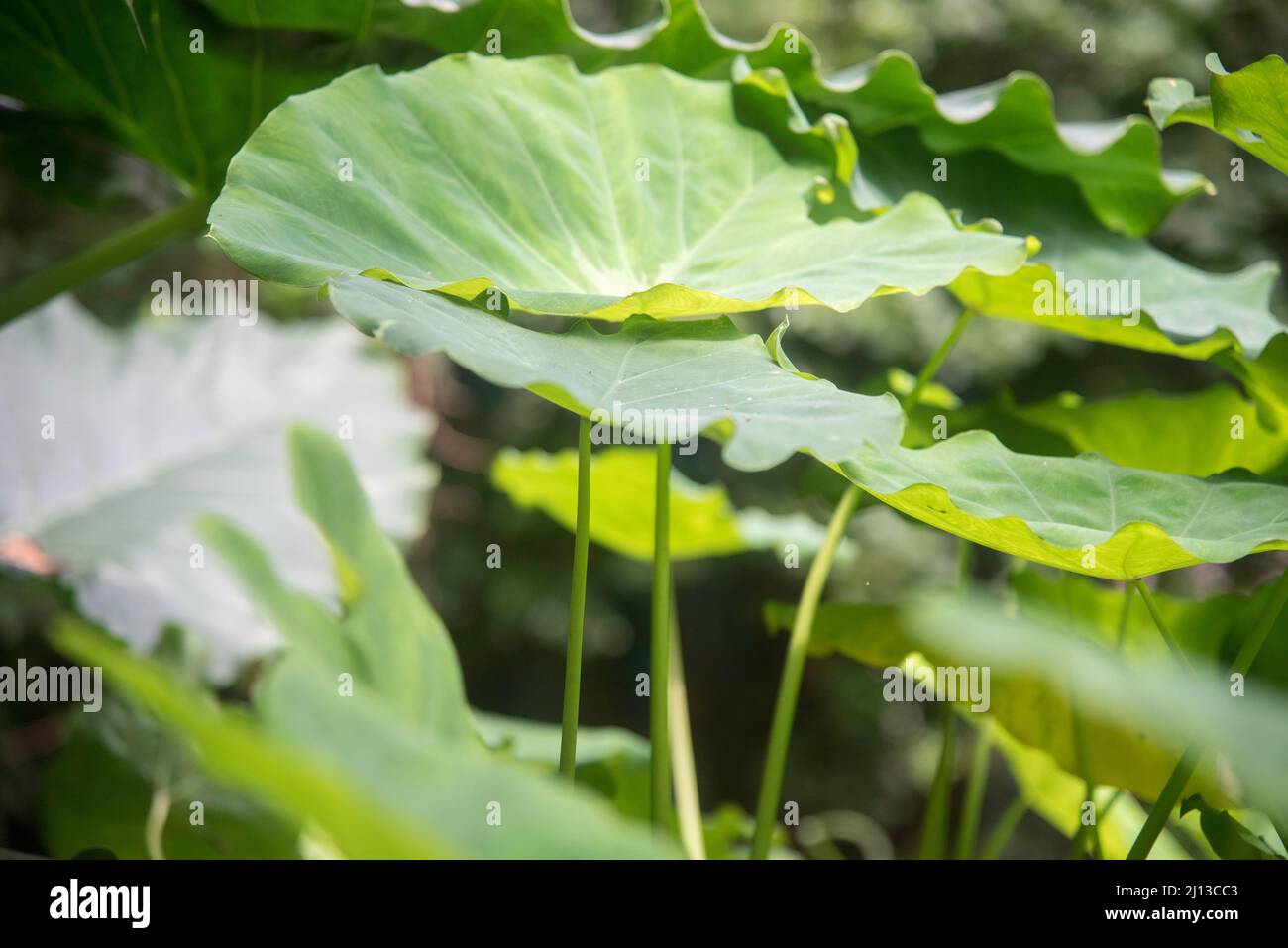 Regentropfen auf großen, üppig grünen Blättern, fotografiert in Kerala, Indien Stockfoto