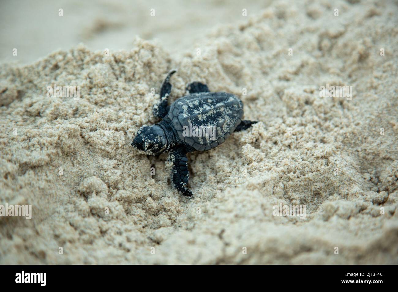 Neugeborene Schotterschildkröten (Caretta caretta) schlüpfen auf ihrer Jungfernfahrt ins Mittelmeer. Fotografiert in Israel Stockfoto