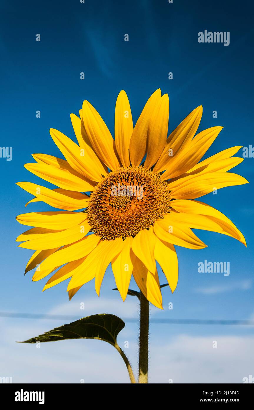 Einsame Sonnenblume mit Himmel Hintergrund Stockfoto