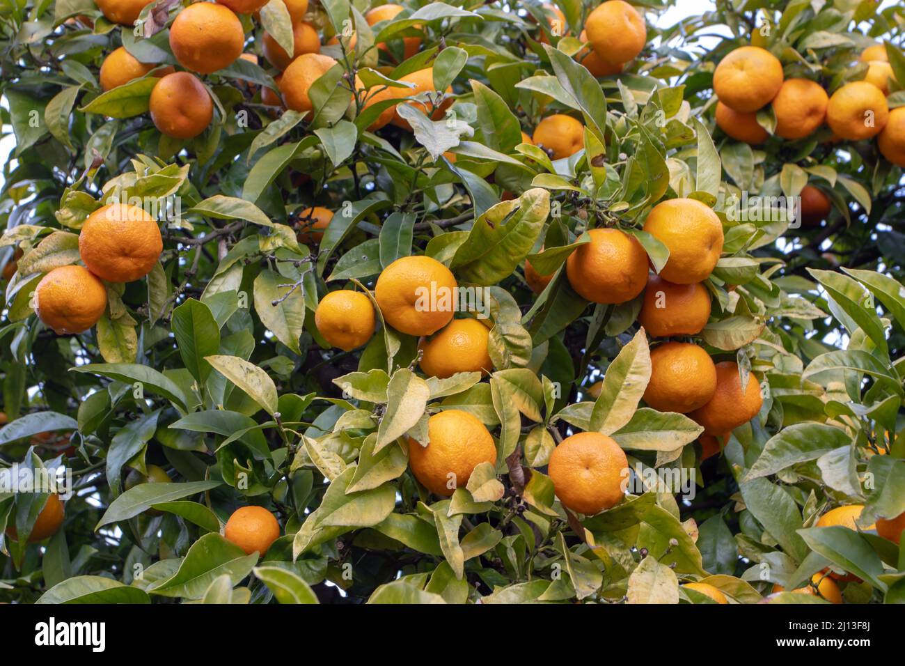 Süßer Orangenbaum mit reifen Früchten. Zitrus × sinensis Pflanze im Garten Stockfoto
