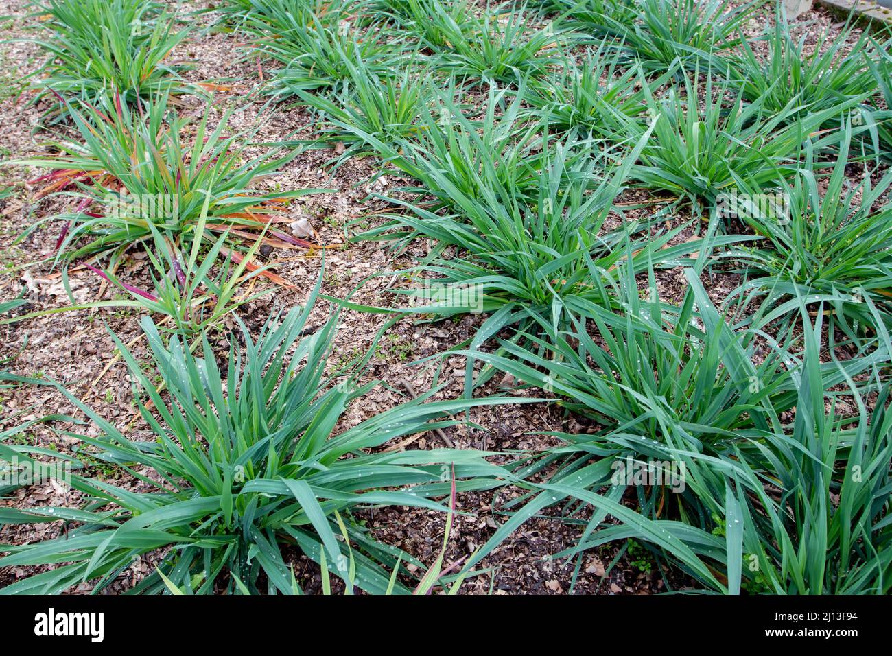 Gewöhnliche Haferpflanzen in der Bodenbearbeitung. Avena sativa. Stockfoto