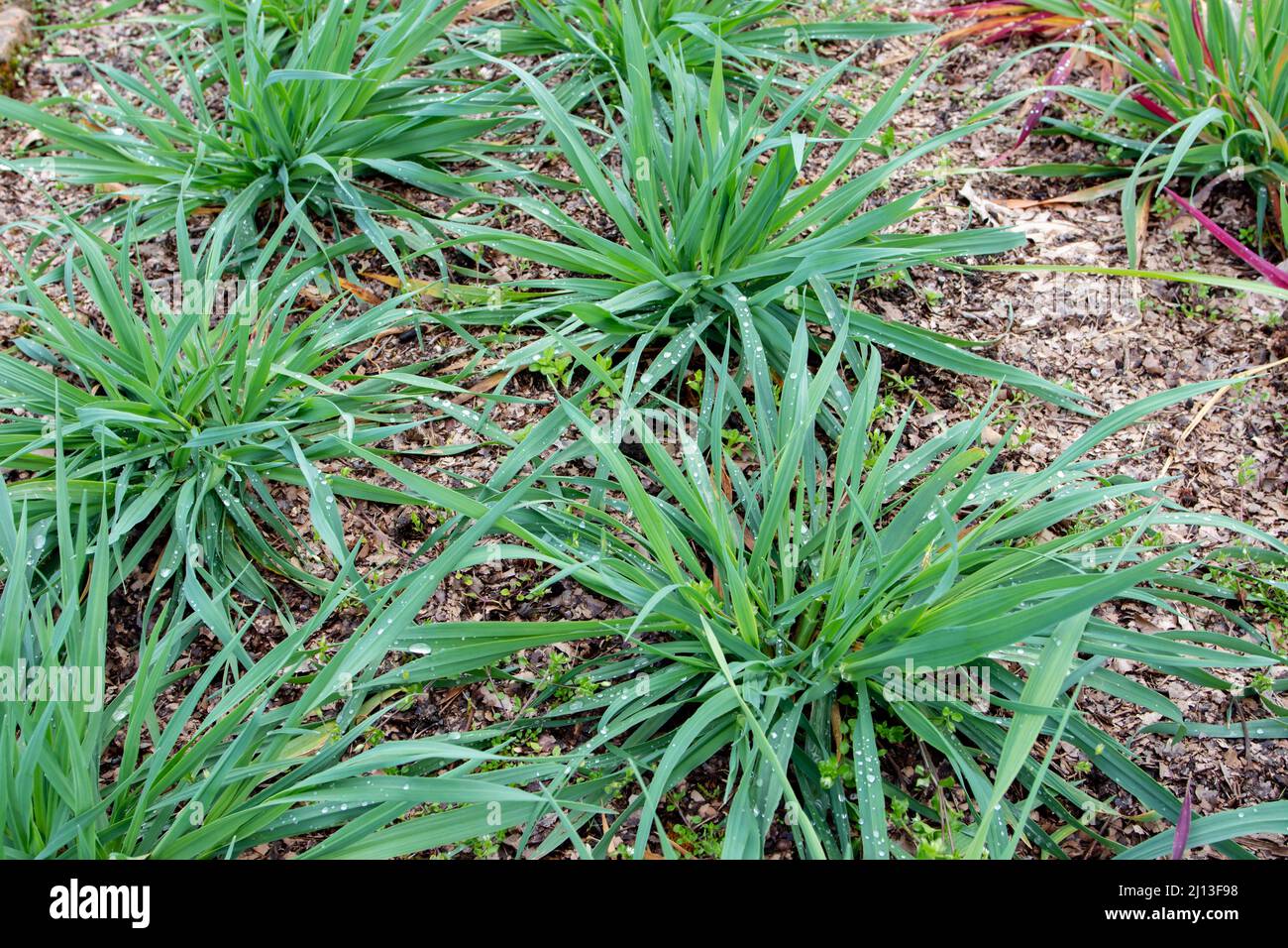 Gewöhnliche Hafer- oder Avena-Sativa-Pflanzen in der Bodenbearbeitung. Stockfoto
