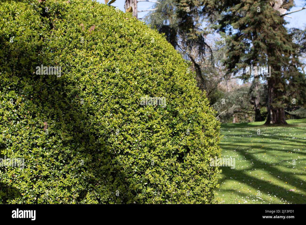 Buxus sempervirens topiary im sonnigen Garten. Common Box, European Box oder Buchsbaum immergrünen beschnitteten Strauch. Stockfoto
