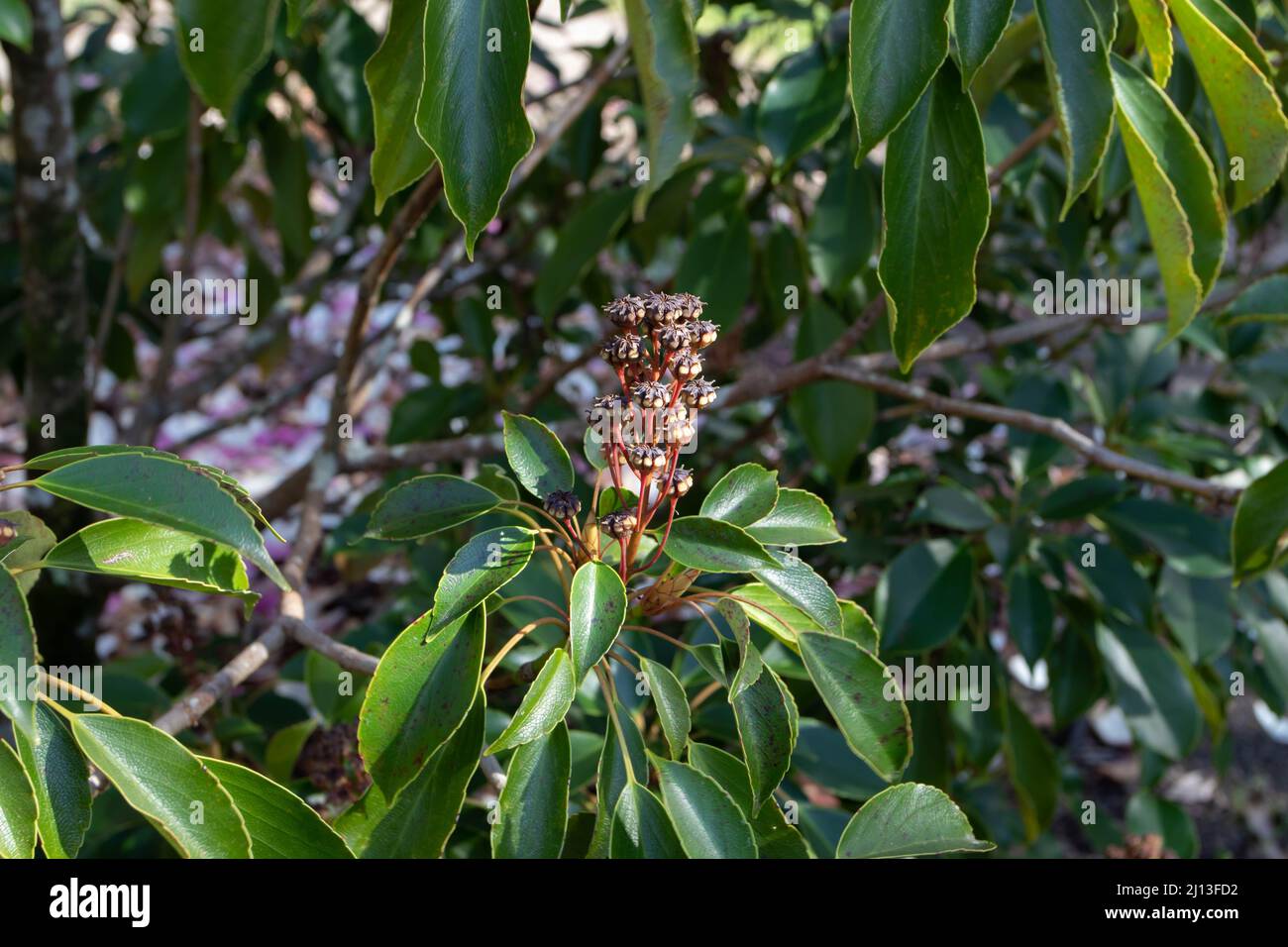 Trochodendron aralioides oder Äste von Radbäumen mit Früchten und Blättern. Stockfoto