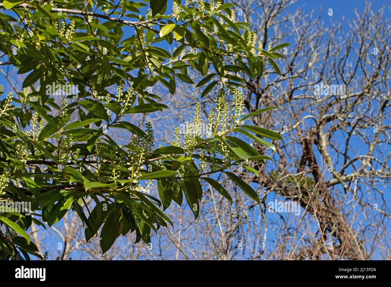 Prunus laurocerasus oder Kirsche Lorbeer Zweige mit grünen Blättern und weißen Blüten Stockfoto