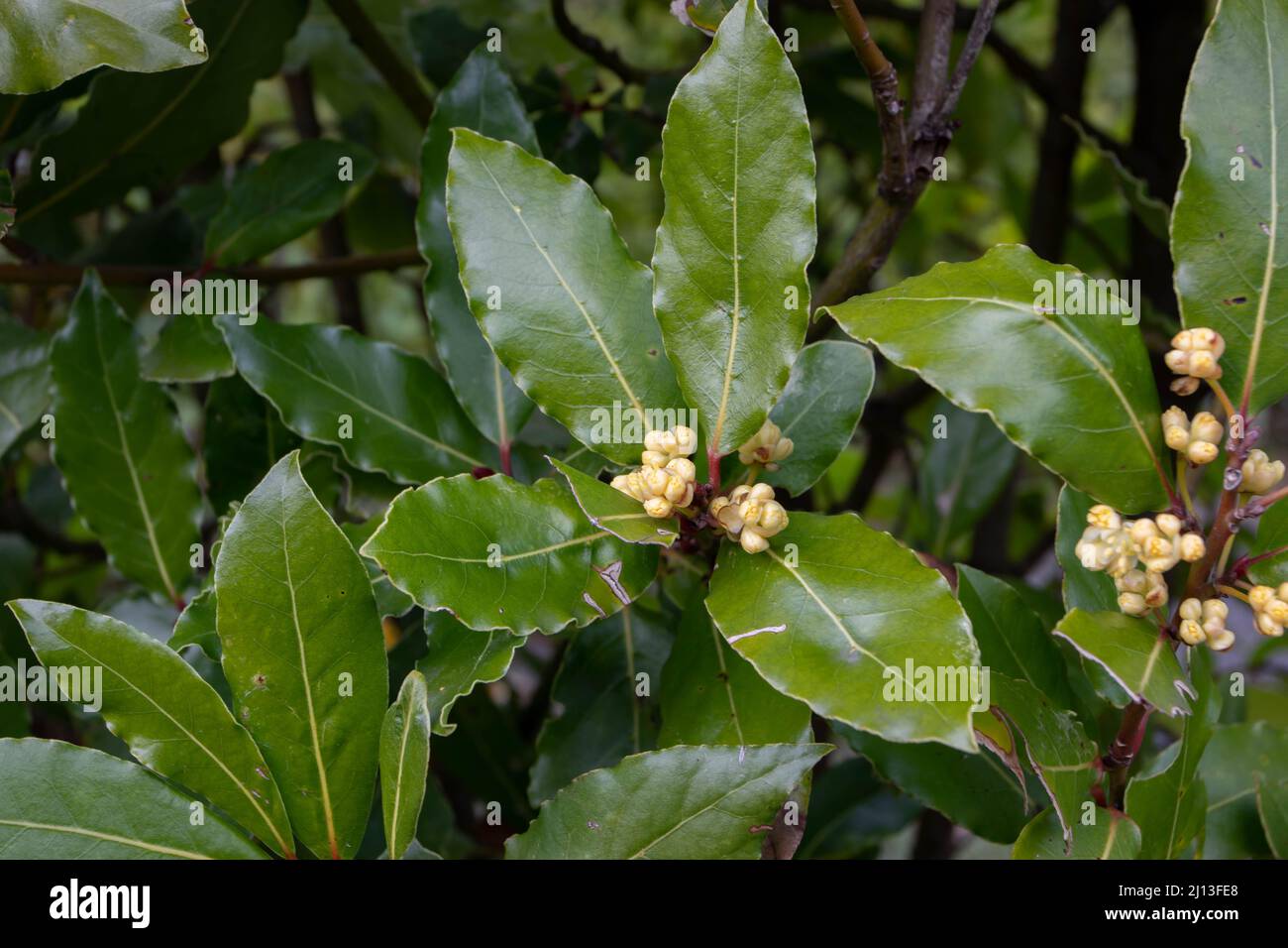 Laurus nobilis oder Lorbeerbaum Zweig mit Blättern und Blumen. Stockfoto