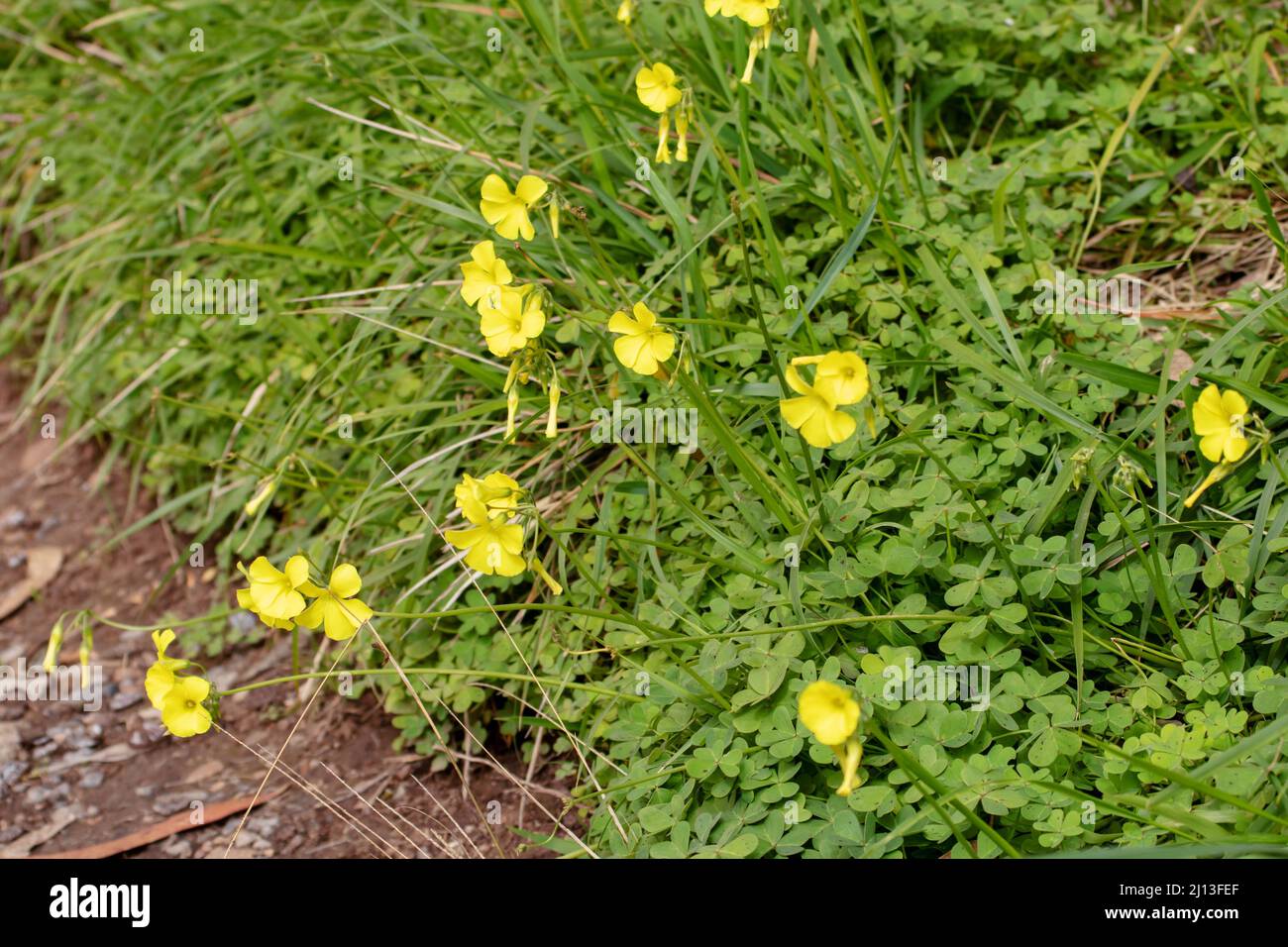 Oxalis pes-caprae oder bermuda-Sauerampfer mit gelben Blüten im Frühjahr Stockfoto