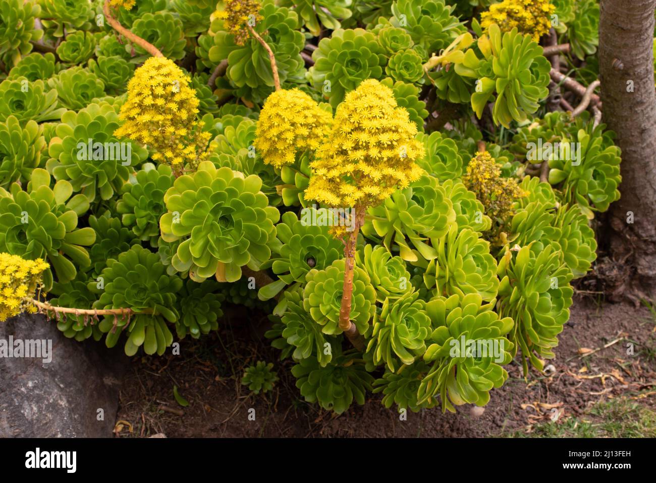 Aeonium arboreum oder Baum-Aeonium-blühende Pflanzen mit gelben konischen Blütenständen Stockfoto