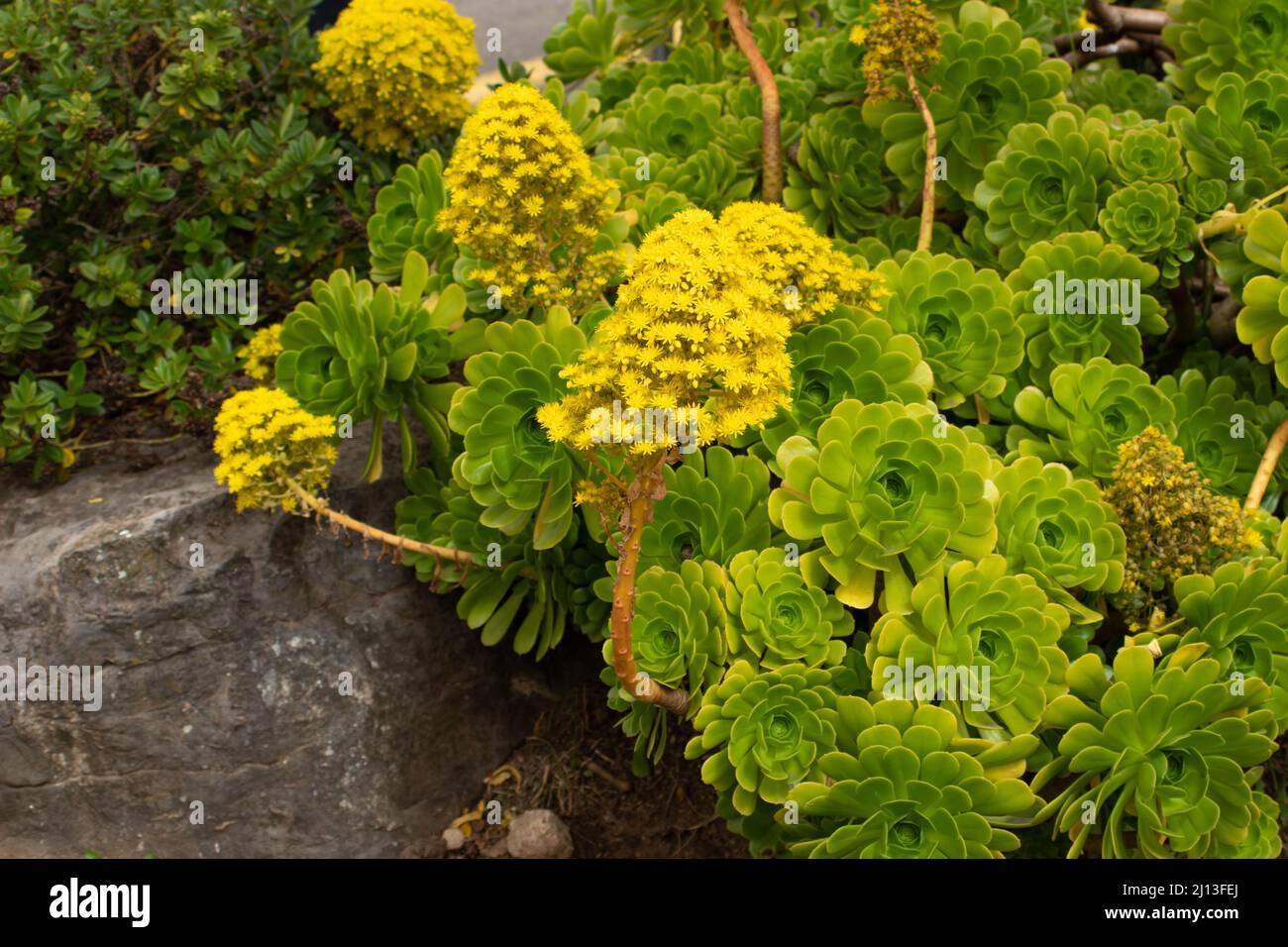 Aeonium arboreum leuchtend gelbe Blüten im Frühling. Baum-Aeonium blühende Pflanzen mit konischen Blütenständen Stockfoto