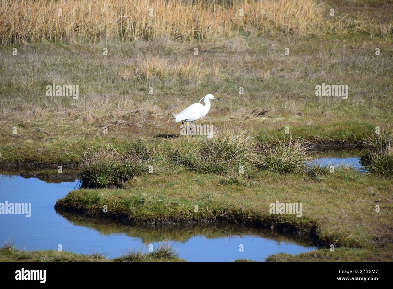 Ein Spaziergang im Frühling entlang der Mündung des Flusses Lune, der Glasson durch Conder Green und entlang der Strecke einer ehemaligen Eisenbahnstrecke einführt. Stockfoto