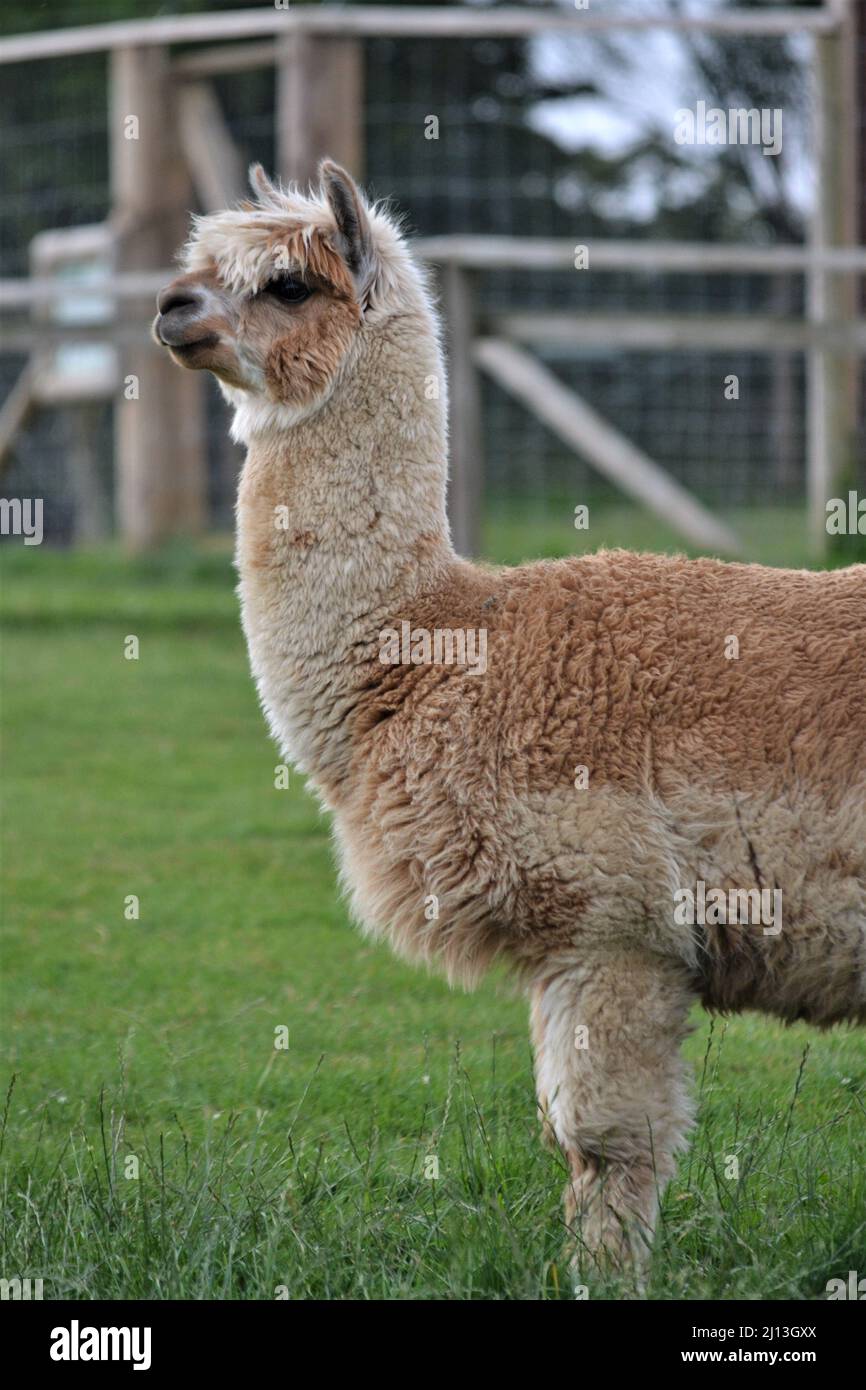 Braune Alpaka - Stehen und Beobachten - in Gefangenschaft - Camelidae Familie - Kameltiermäuse - Yorkshire - UK Stockfoto